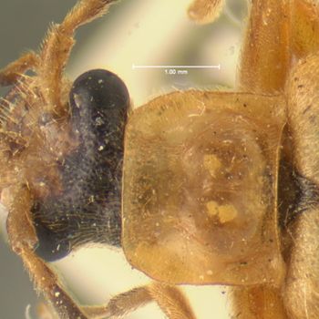 Media type: image;   Entomology 24170 Aspect: pronotum dorsal